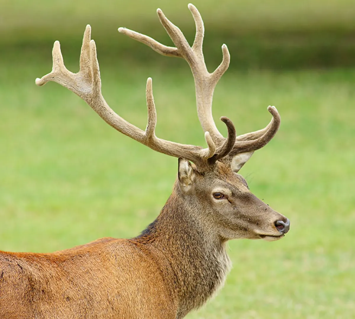 Deer Repellant - Imperial Lawn